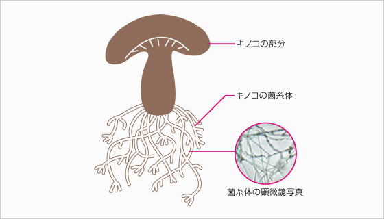 フィトイムノAHCC® | ウイング公式サイト