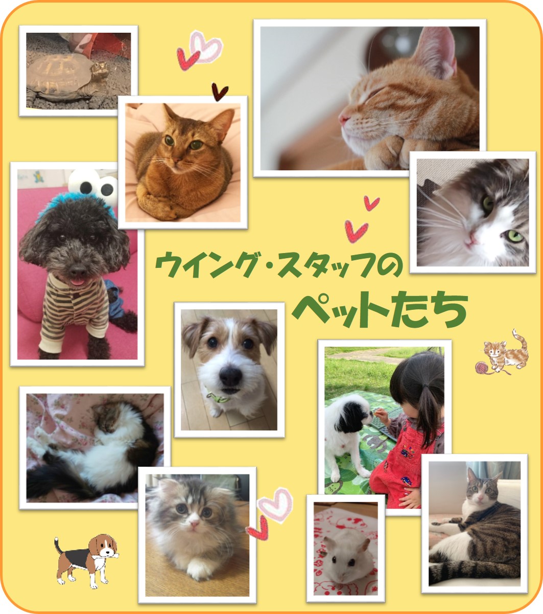 新着情報  ウイング公式サイト